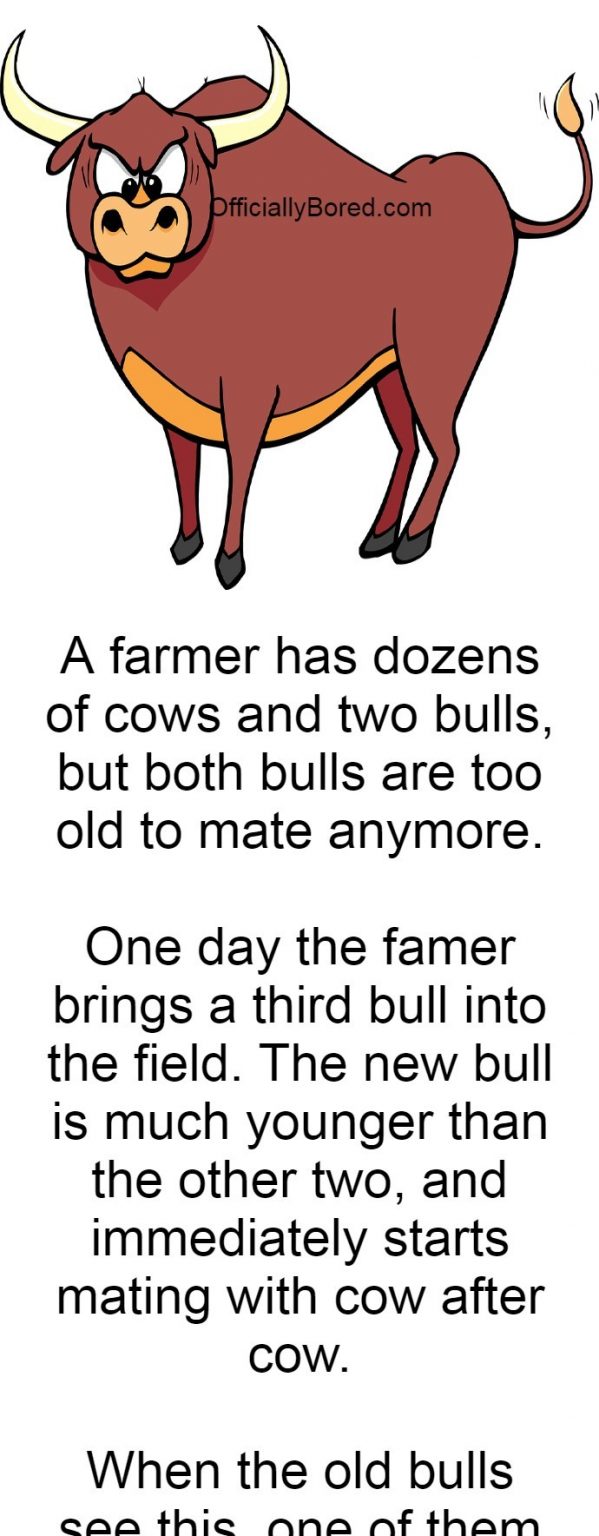 when-farmer-s-bulls-were-too-old-to-mate-officiallybored